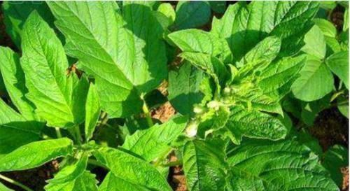 气色|好气色全靠吃，推荐几种食物，补血益气，排毒护肤，越吃越年轻