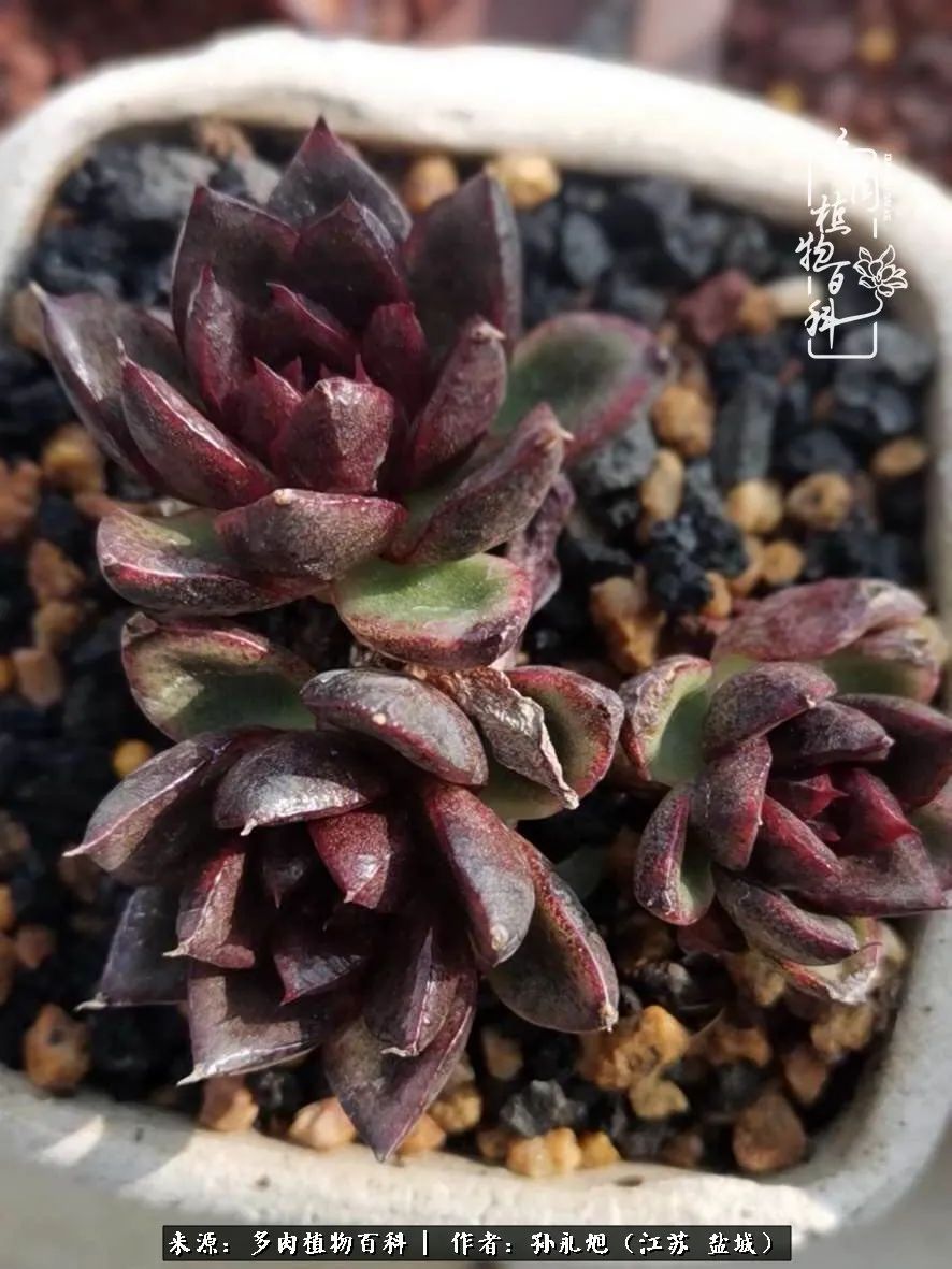 养多肉三年多九万里悟道,终归诗酒田园!