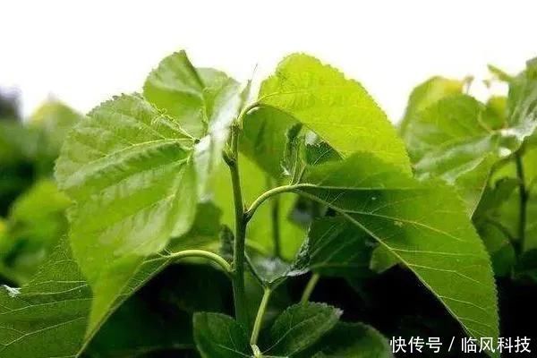  身体|桑树全身都是宝，坚持桑叶泡水喝，7天后身体会尝到4个“甜头”