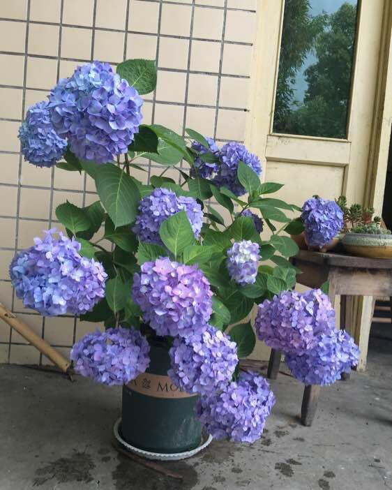 喝水|7种花,夏天太能“喝水”,一天浇一遍,10天爆满花