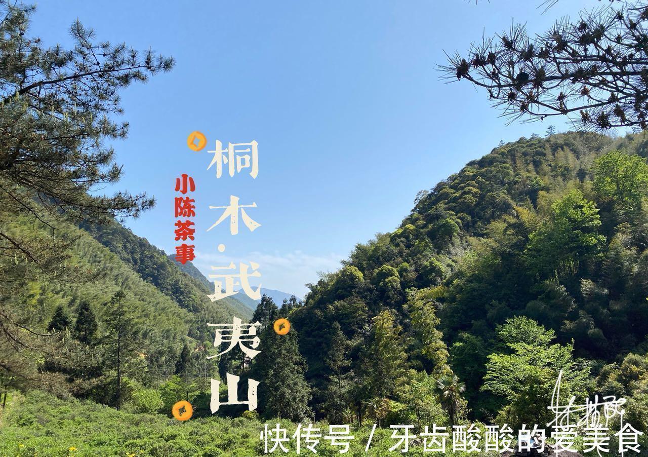 秋茶&春茶、夏茶、秋茶、冬茶、一年中哪个季节的茶好?一次性说清楚