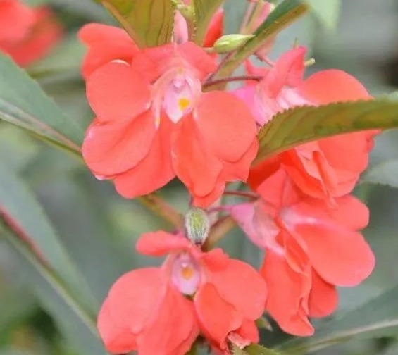 细数花期超长的六种花卉，养护好就比“往年”开花多得多，美醉了