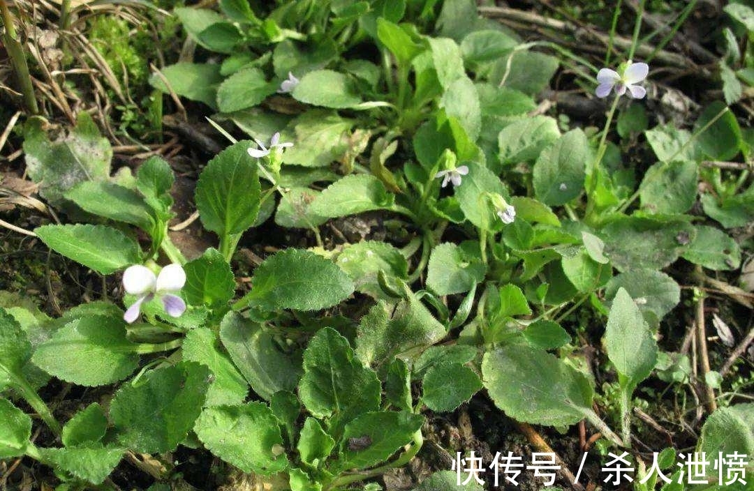 堇菜科堇菜|七星莲又叫地白菜,农村采来当野菜吃,也是一种很好的蛇药