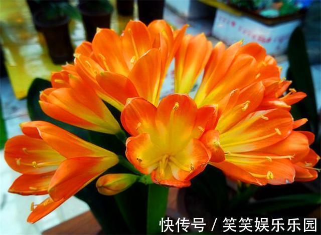 土壤|立春了,君子兰换盆正当时,牢记6个小细节,根系粗壮叶子肥