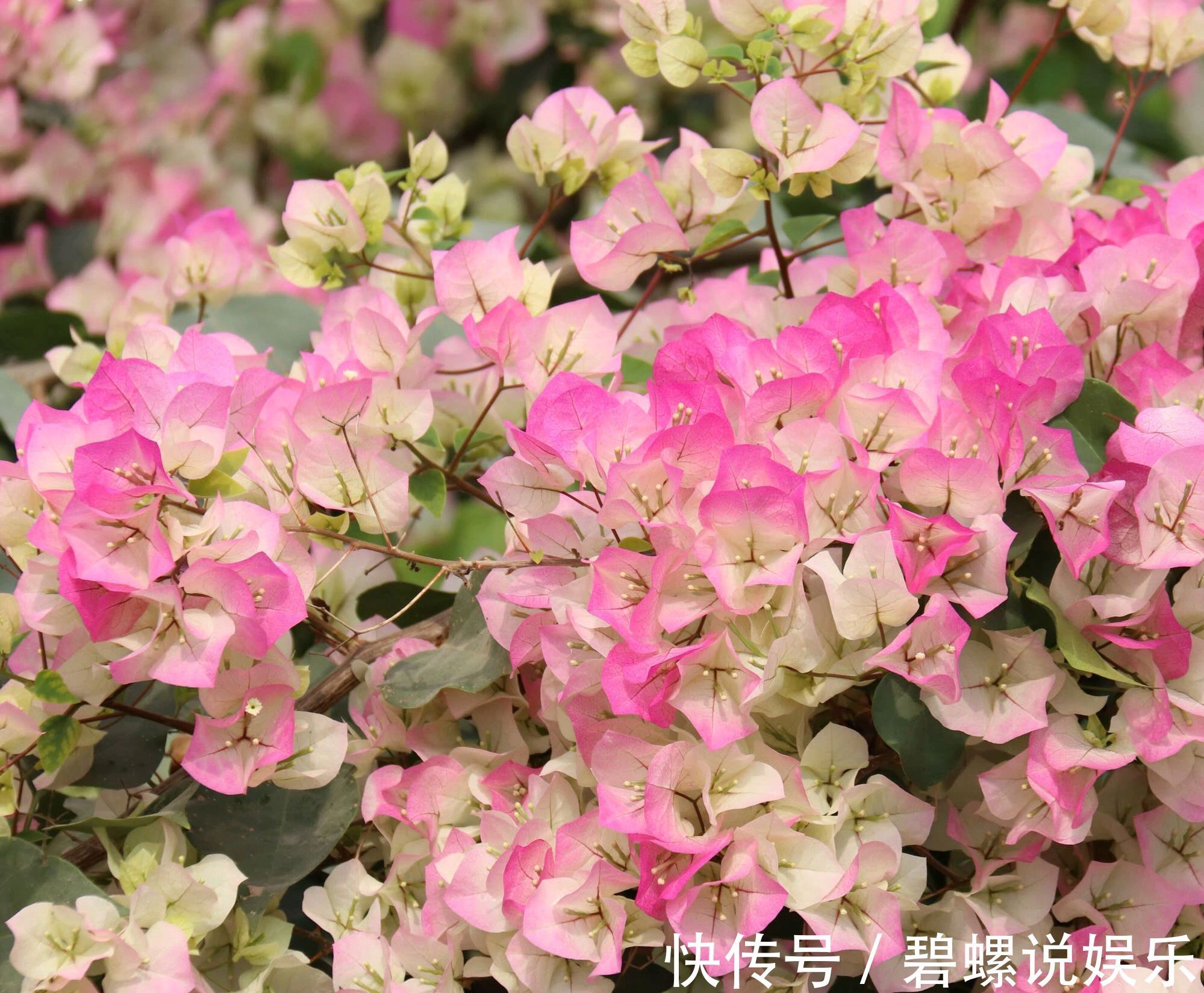 修剪|关于三角梅的花后修剪，剪对一个小开关，秋季开花爆盆连续不断