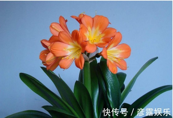 养君子兰,3个小绝招,招招都管用,叶子油绿,开花爆盆不是事