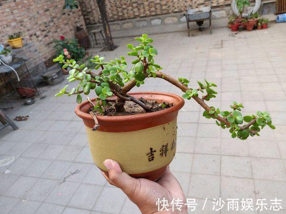 盆栽金枝玉叶,3个机遇把握住,叶片晶晶亮,长成昂贵的盆景