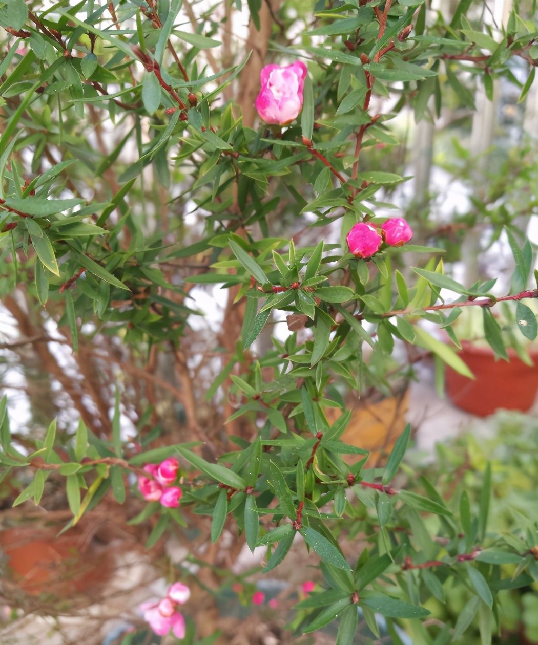  稀罕|松红梅您养过吗？花型精致，一花多色，年宵花里的“稀罕货”