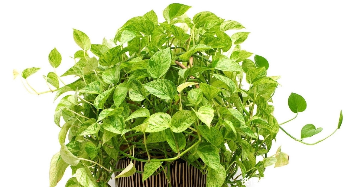 最适合送人的七种花,亲戚朋友见了都喜欢,花多又漂亮,还便宜