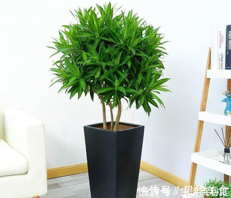 家里养上5种“竹”，吉祥“好运”，清雅大气，添福又添丁