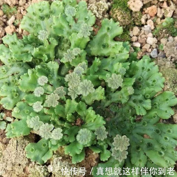 颈淋巴结核|这六种野菜在农村都十分稀少，药用价值极高，更是有防癌的奇效