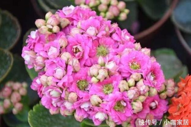  开完|买回长寿花多做1个“小动作”，花开一茬接一茬，不然开完就装菜