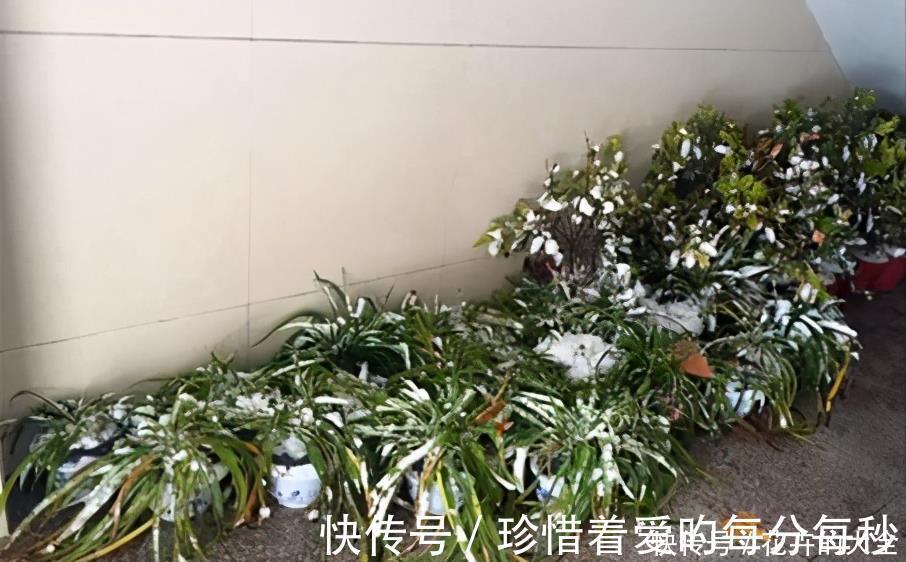 绿萝|这些“娇气花”,冻坏也别扔,剪一刀,救一命