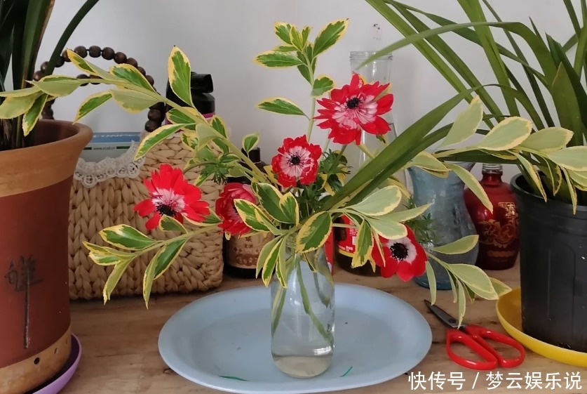 大蒜养花好处多,杀虫杀菌,花长得快、不烂根!