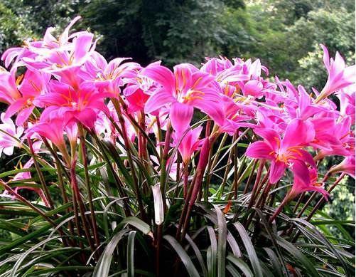 4种花很耐养,沾土就能活,有阳光就爆盆,给点水就疯长,太好养