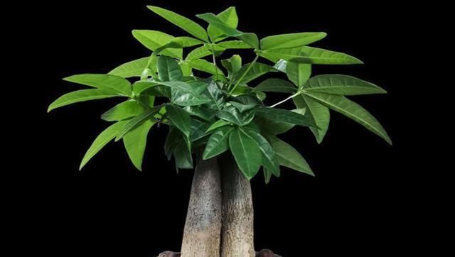发财树叶片发黄不长新枝,知道原因很重要,告别黄叶,叶片多又绿