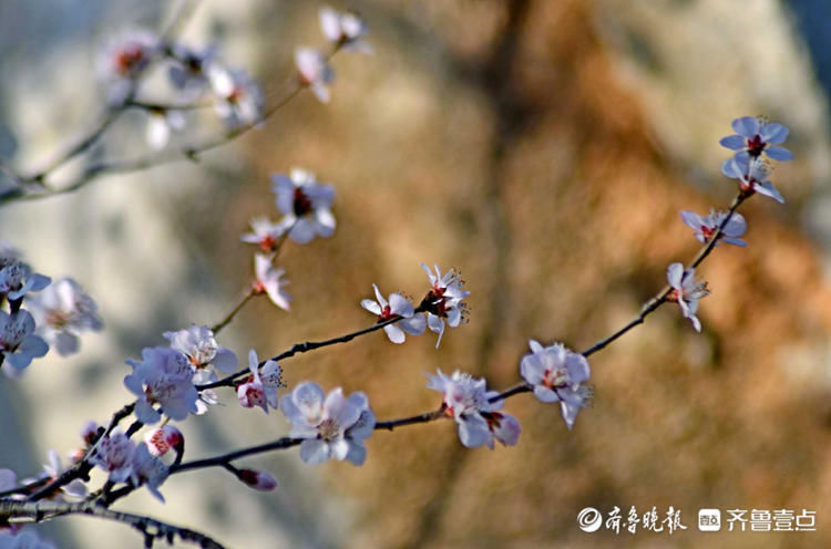 花开正好！千佛山上春风徐来，百花盛开|情报站| 寻访