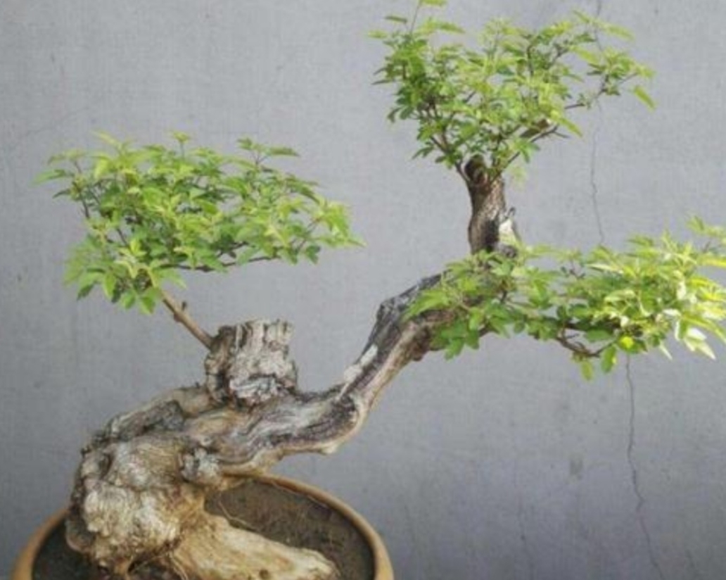 养盆景,常用“5种树”,造型美观,漂亮大方