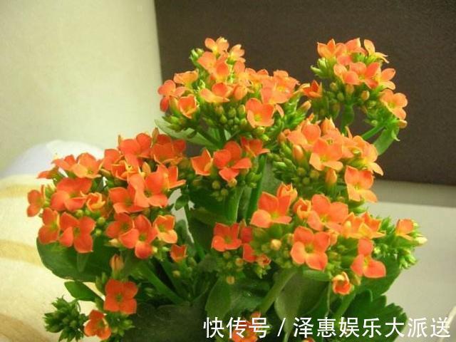 休眠期|长寿花是时候施肥了,来点白色粉末兑水浇花,睡醒了就等开花