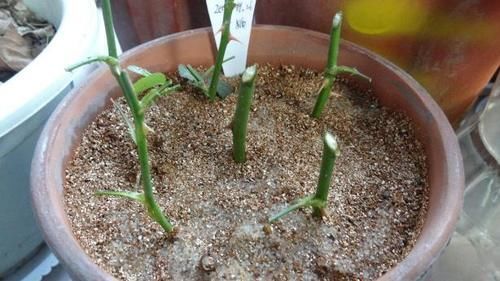 学会这些小技巧,养花扦插将成“小事一桩”