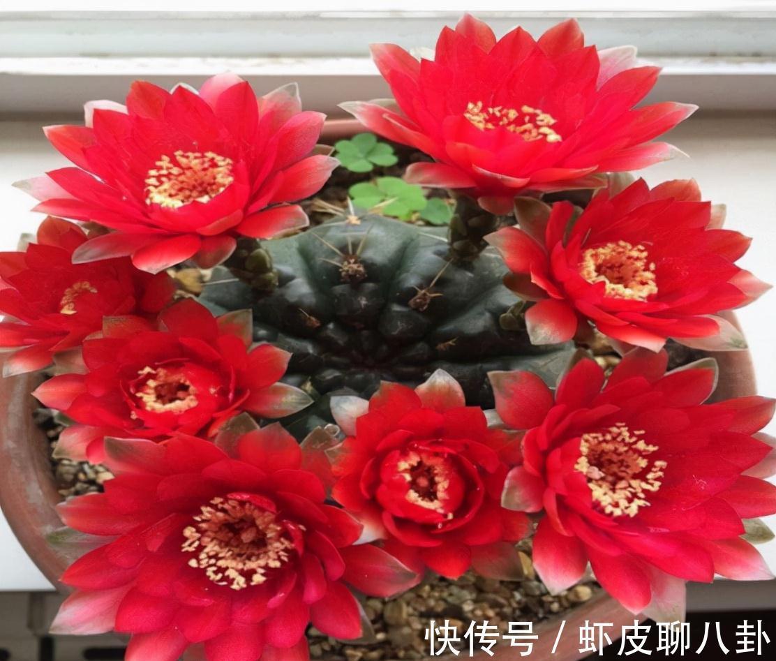 养仙人球就养一棵“绯花玉”，花瓣大、很美很好养、不止开一茬