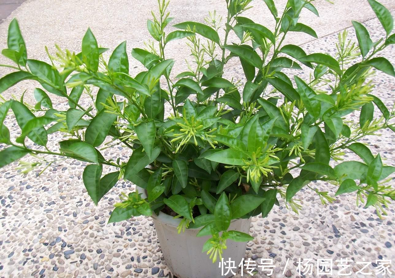 睡眠质量|养花,室内不能贪多,客厅养几盆,每间卧室放一两盆就足够