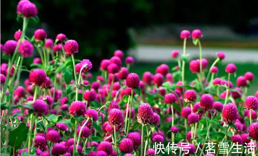 千日红它是一种不会褪色的花,花色鲜艳靓丽,花期还较长