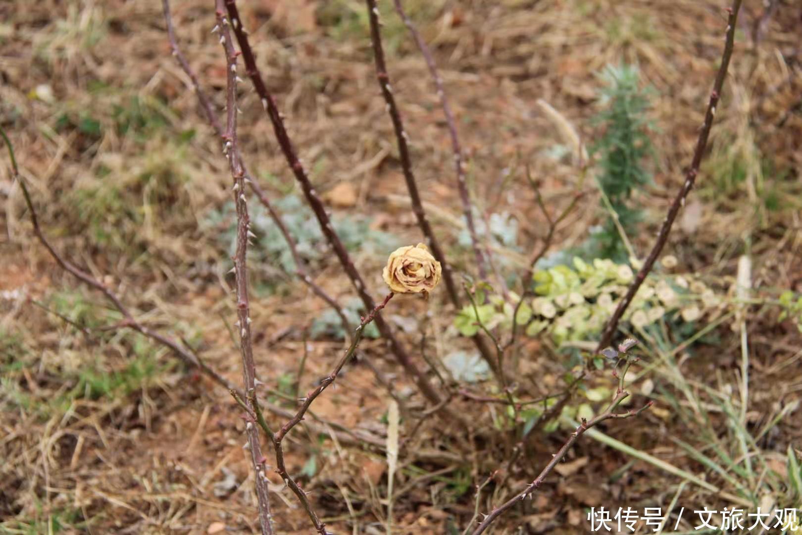 昆明冬日看花