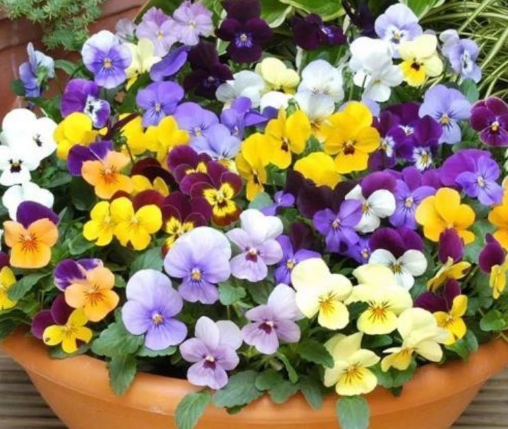 阳台养花就选这种,一开就是大半年,花开香飘溢满屋,阳台变花园