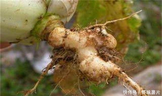 白菜根煮水太厉害了,解决了很多常见的烦恼,要早点了解