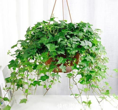 居家养花,推荐这8种,耐阴又好养,是家庭盆栽佳品!