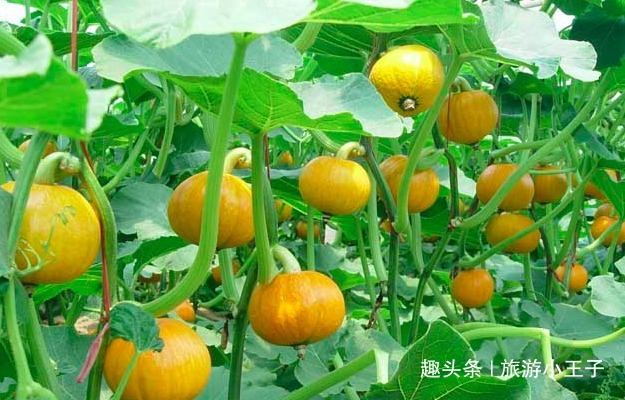 爱吃南瓜的人，长寿不会远离你，但切忌“1不”，还有人不清楚