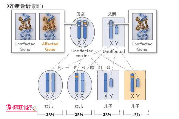 试管婴儿|红绿色盲携带者，可以做三代试管婴儿避免遗传吗？