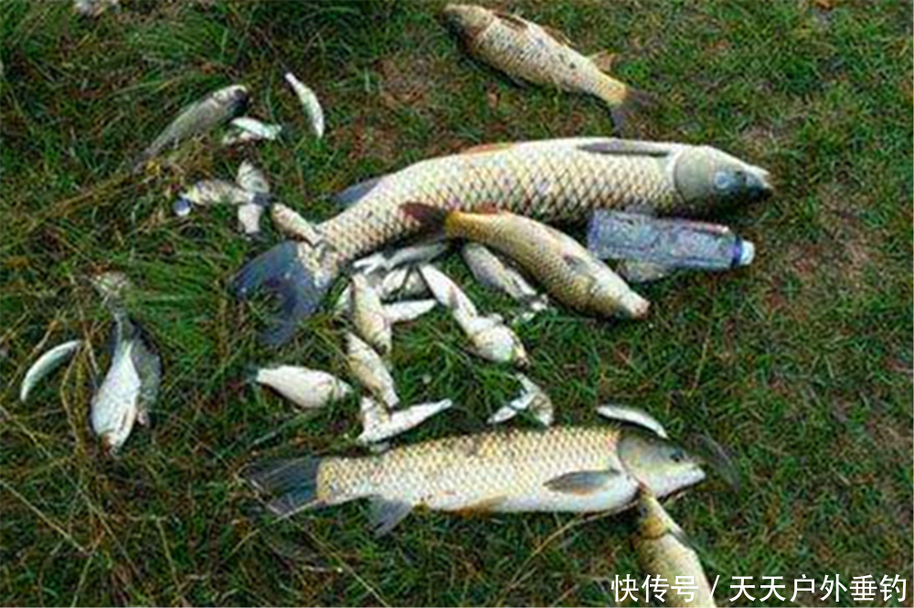 进入5月,钓鱼有4钓4不钓,只要技巧跟得上,夏天钓鱼也能连竿