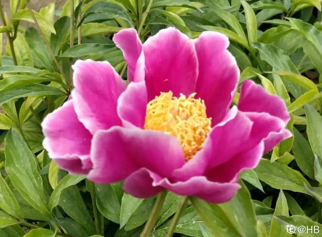 再穷也要养长寿花,寓意好、开花美,养人又养家!