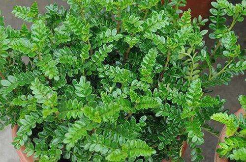 越少浇水越长得好,它特耐旱可30天不浇水,盆栽在家十分好养