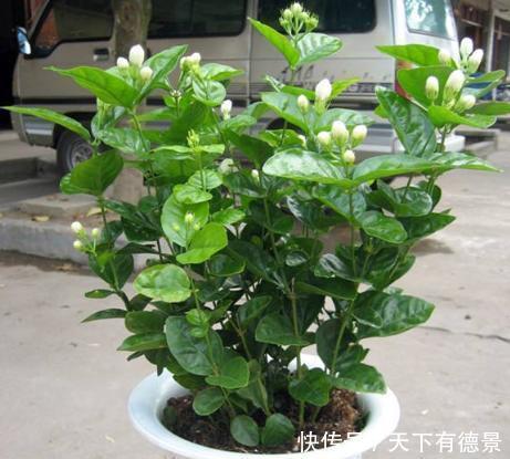 大众花卉|3种“漂亮花”,香气浓郁,大牌香水的“原料”,又香又美又值钱