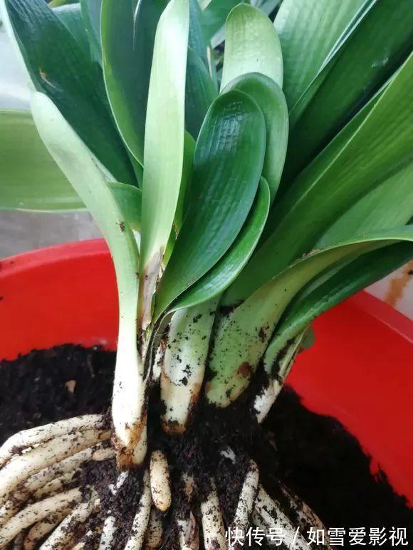 养20年的君子兰，长得就像“大白菜”，一盆就能长8根花箭