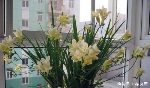 叶子|养花多年才知道的真相,这种花朵不能见光,否则会死得很惨!