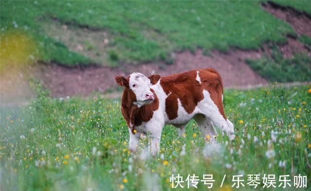 马儿|中国避暑的首选目的地，自驾爱好者的天堂，一路风景如画