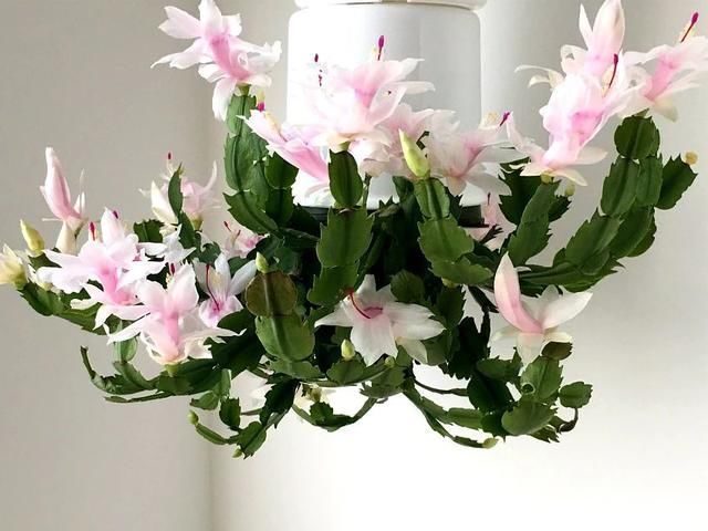 空气湿度|室内蟹爪兰四季养护操作,繁殖和促花技巧教给你,看你能学多少