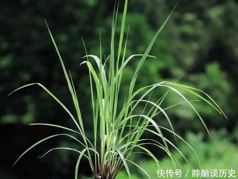 家里养这几种植物,又香又健康!