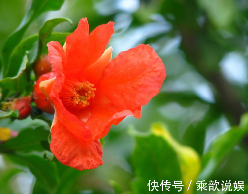 此花一棵树上会出现两种性状的花,是多子多福的象征,吉祥的花