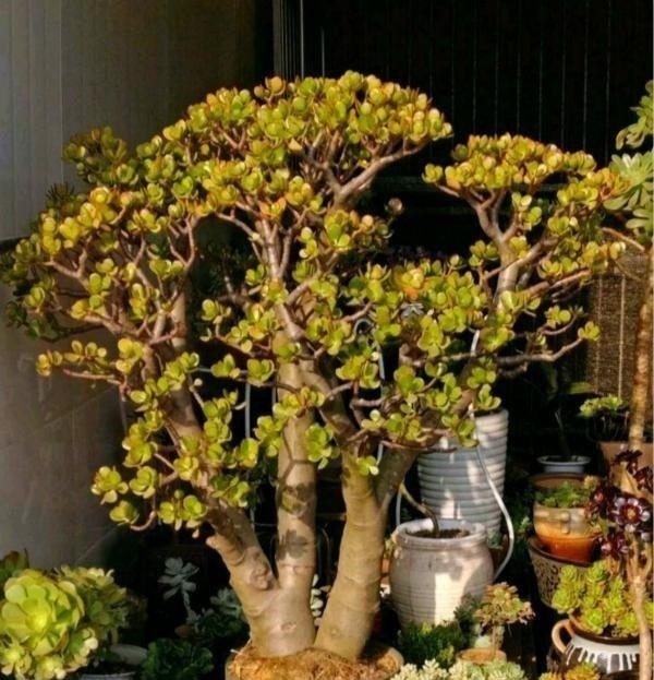 多肉中的“老寿星”，越老越值钱，养成大树可镇宅可传家！