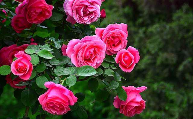 移栽|地栽藤本月季是否要经常浇水,考虑这两个因素!