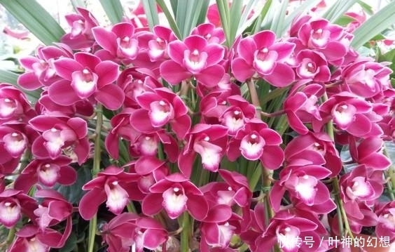 堪称开花机器,花期超长,养一盆幸福感爆棚