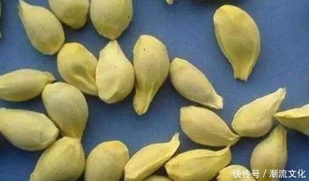 橘子籽可是个宝,别再扔掉了,有着很多不为人知的好处,了解下