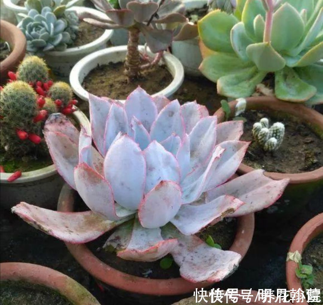 夏天多肉烂根?主要由三大原因造成,及时调整养护方法