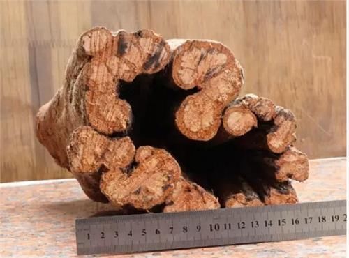 降龙木|降龙木的价格为啥比黄金贵数倍原来它真的能够“伏虎降龙”