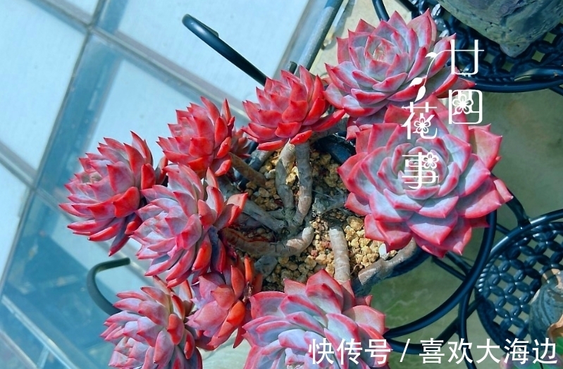 8种蓝色多肉植物,高冷优雅,总有一种是你的“蓝颜知己”